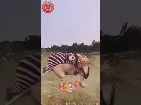 Tigers shorts #animalshorts #tiger