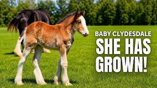 Never Before Seen Footage… Baby Clydesdales First Steps to 6 Months Old 🥹