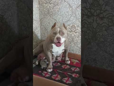 щенок Булли за 1 миллион рублей .Питомник Малли Стаил