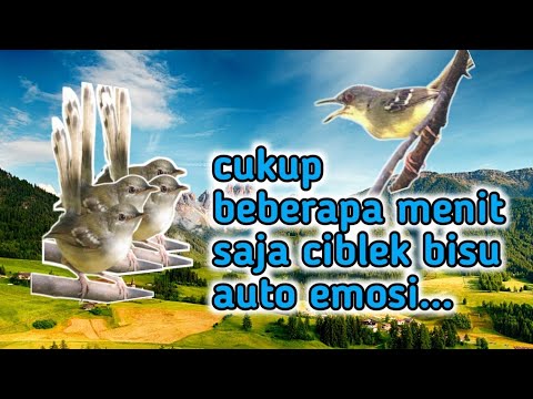 pancingan suara ciblek bisu,cukup 2menit saja ciblek mana pun langsung emosi dan ngebren‼️