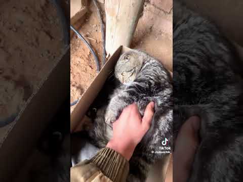 #cat #funny #cute #kitten #pets #memes