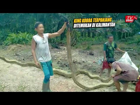 Dramatis!! Aksi Penangkapan Ular King Cobra Terbesar di Kalimantan, Panjangnya 10 Meter...