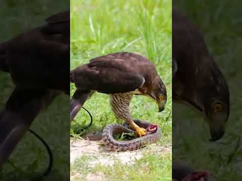 🦅Eagle vs King Cobra By Wild Battles