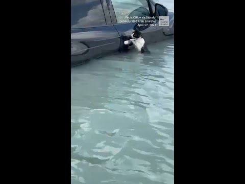 Cat Rescued From Flooded Street in Dubai