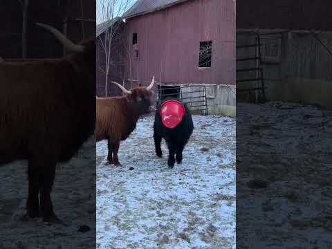 The calf with a bucket stuck on her head (the Bonnie McMurray story) #shorts