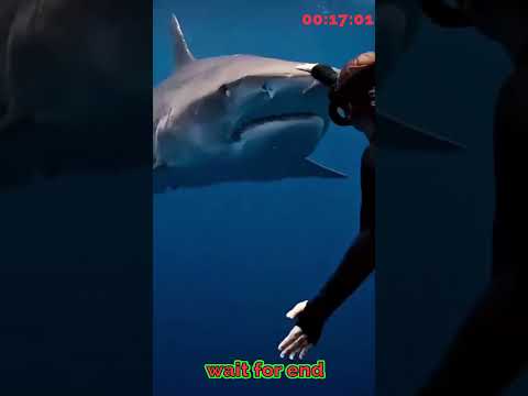 you are not afraid of animals #shorts #ytshorts #animals #animalshorts #shark #explore