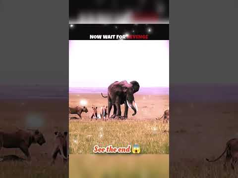 wait for end 😱 #trending#animals#wildlife#lion#shorts#youtube