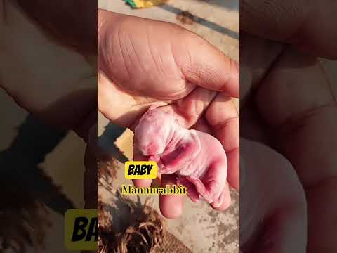 #rabbit #baby #viral#mannurabit