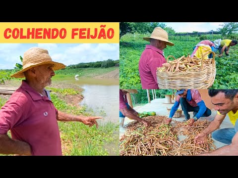 🏡 Colhendo Feijão Hoje Com Paulo e Creudim +Vejam Só 🌧️ Açude Pegou Muita Água