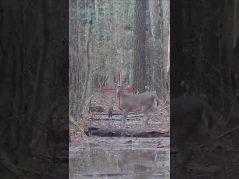 Filling the Freezer #jagd #jakt #deerhunting #headshot #chasse