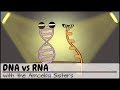 DNA and RNA: Understanding the Basics