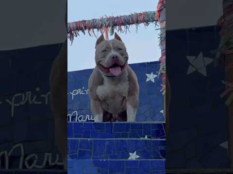 Deu ruim #pitbull #pitmonster #americanbully