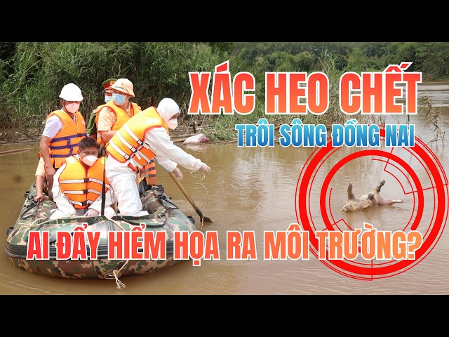 Cuộc trục vớt xác heo chết trên sông Đồng Nai và những câu hỏi chưa có lời giải