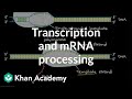 Transcription and mRNA Processing Essentials