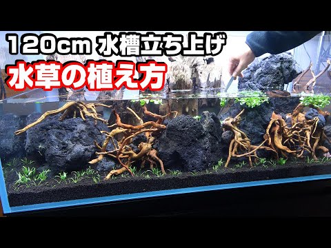 【水草水槽 120㎝】水草の植え方！（水草植栽の後編）＃アクアリウム