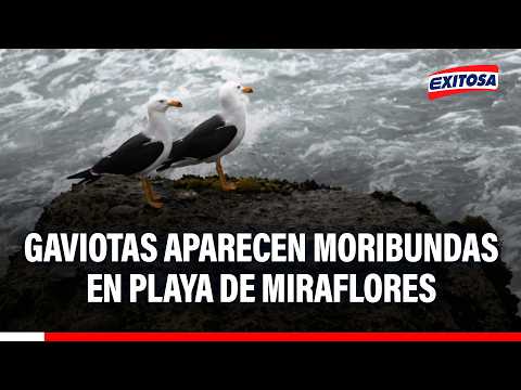 🔴🔵 Alerta en Miraflores: Gaviotas y otras aves aparecen moribundas en la orilla de playa Makaha
