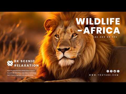 Incredible Animals of South Africa - 8K HDR Wildlife Documentary with Interesting Facts