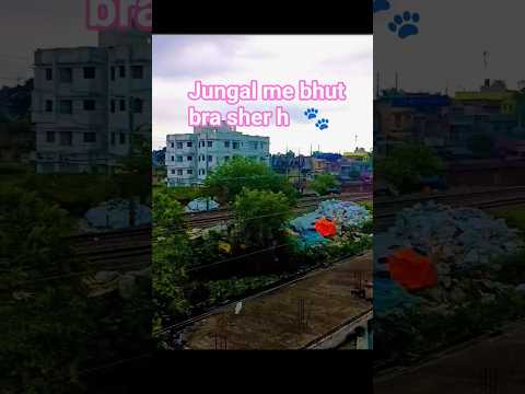 youtube channel jungal me bahut bra sher h