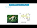 Carbon and Nitrogen Cycles Assessment
