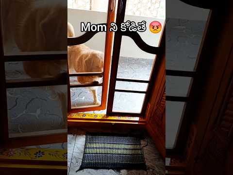 [part:-2]🐕విక్కీ. నా గాలి  తీసేసాడు.కాపాడుతాడు అనుకుంటే?/#pets #funnydog #caring