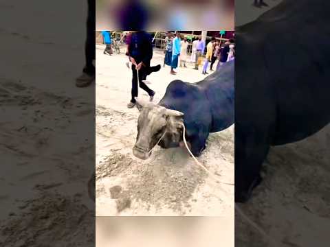 আল্লাহ তুমি করো একটু মেহেরবানি। কবুল করো আমার কুরবানী #kurbani #eid #cow #shortvideo