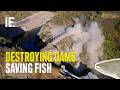 Dam Removal and Ecological Impact