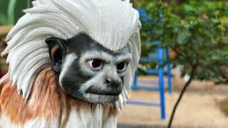 Bosque de los Primates 