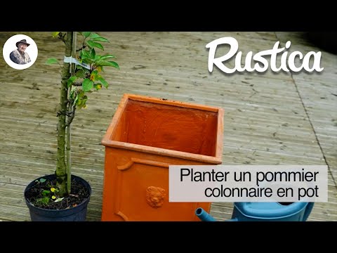 Planter un pommier colonnaire en pot