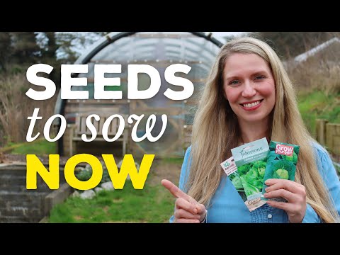 🌱 When to Start Planting Seeds for the Vegetable Garden