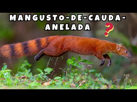 UM ANIMAL RARO QUE VIVE SOMENTE EM MADAGASCAR! O MANGUSTO-DE-CAUDA-ANELADA! POUCAS PESSOAS CONHECEM!