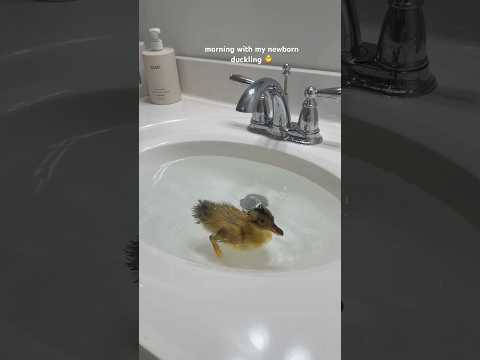 morning with my newborn duckling 🐣#duck #duckling #cute #asmrsounds #shorts