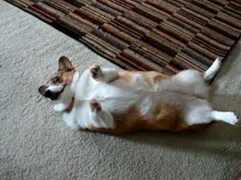 FUNNY CORGI DOG BEGS FOR ATTENTION