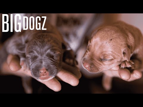 World Famous Pitbull's Puppies Fight For Survival | BIG DOGZ