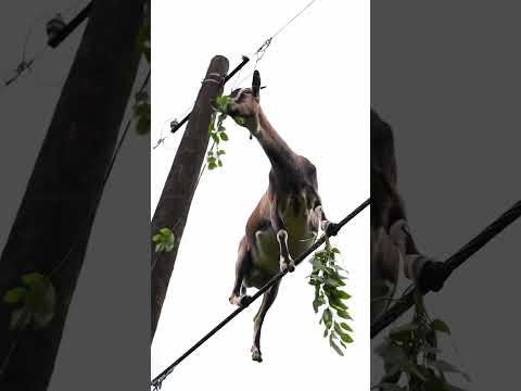 A goat eat green leaves On the wires