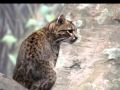 Pampas and Its Inhabitants