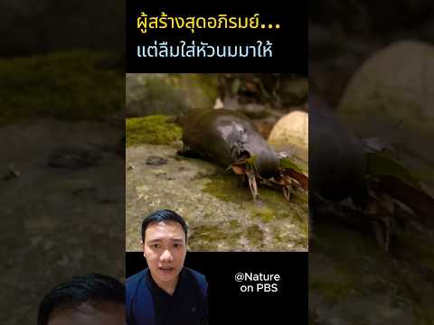 รอแพชใหม่นะลูก 😂🤣😅 #สาระ #ความรู้ #wonderwhale