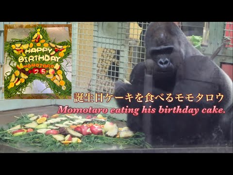 パパゴリラの誕生日ケーキが羨ましくて暴れる次男と、羨ましそうに覗く長男♪⭐️Gorilla【京都市動物園】Kintaro is jealous of his fathers birthday cake