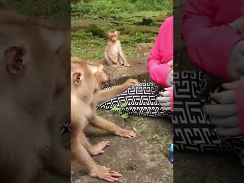 21-09-24 #abandonedmonkey #monkeys #momkt #lovelyabandonedmonkey #monkeywildlife