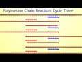 Polymerase Chain Reaction Concepts