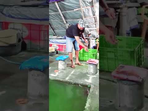 perhatikan proses naik nya babon lele 7 kg #viralshort #mancing #jekpotbabonlele