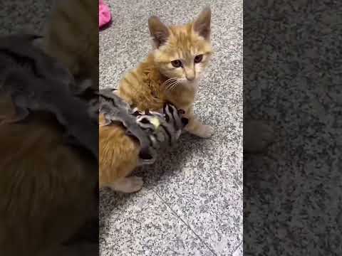 ? ?? #trending #cat #viralvideo #video #vlog #viralshorts #viralshort #travel #funny #fyp