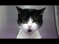 Cultural Beliefs and Care for Cats