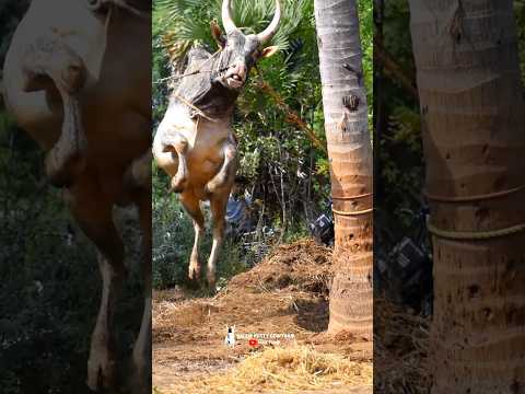 😈 லாடம்😈 அடிக்கும் 😡போது அலப்பறை 😡நம்ம சுள்ளான்#jallikattu #bull #cow @salemkuttygowthamgm