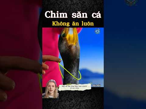 Chim săn cá không ăn luôn vì sao