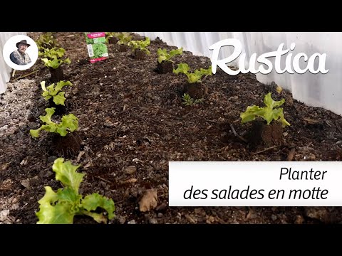 Planter des salades vendues en minimotte