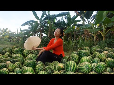 Harvest Watermelon fruit Goes to the market sell |  Build life in farm | Ngọc Quý Farm