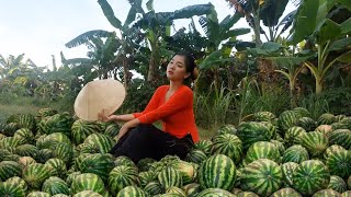 Harvest Watermelon fruit Goes to the market sell |  Build life in farm | Ngọc Quý Farm
