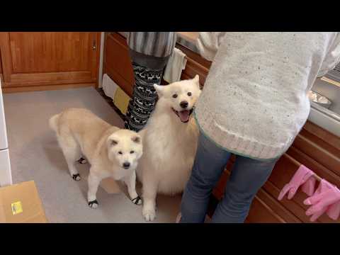 極秘伝のカステラ作り中、美味しさの気配を察知して集まりだす柴犬とサモエドが可愛すぎました。