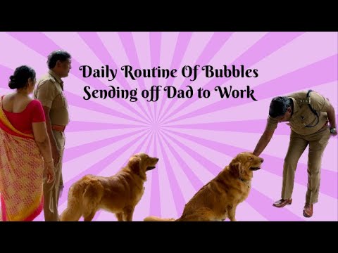 Daily Routine Of Bubbles Sending Off Dad to Work ❤️