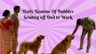 Daily Routine Of Bubbles Sending Off Dad to Work ❤️